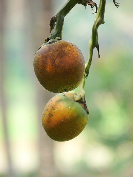 File:Areca catechu nuts at Kadavoor.jpg