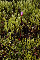   Epilobium anagallidifolium