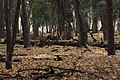 Forest, Nature reserve "Cisy Staropolskie", Poland