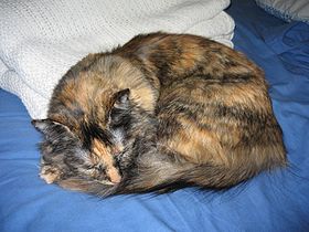 Tortoiseshell cats