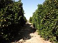 Valencia orange trees Florida