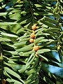 Male cones