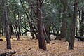 Forest, Nature reserve "Cisy Staropolskie", Poland