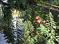 Foliage and cones