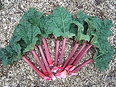 Rhubarb (Rheum rhabarbarum)