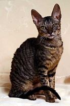 Cornish Rex