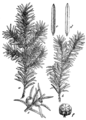 Taxus baccata Tisa plate 127 in: Martin Cilenšek: Naše škodljive rastline Celovec (1892)