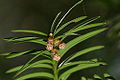 Male Cones