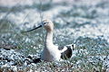 An American Avocet