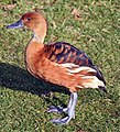 Dendrocygna bicolor (cat.)