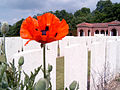 War graves with poppy in the High Wood Cemetery in France