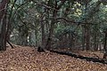 Taxus forest, Nature reserve "Cisy Staropolskie", Poland