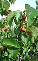 A branch of black mulberry with ripening fruit.