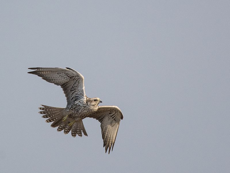 File:SakerFalcon.jpg