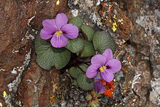 Viola flettii