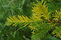 Taxus baccata chimera