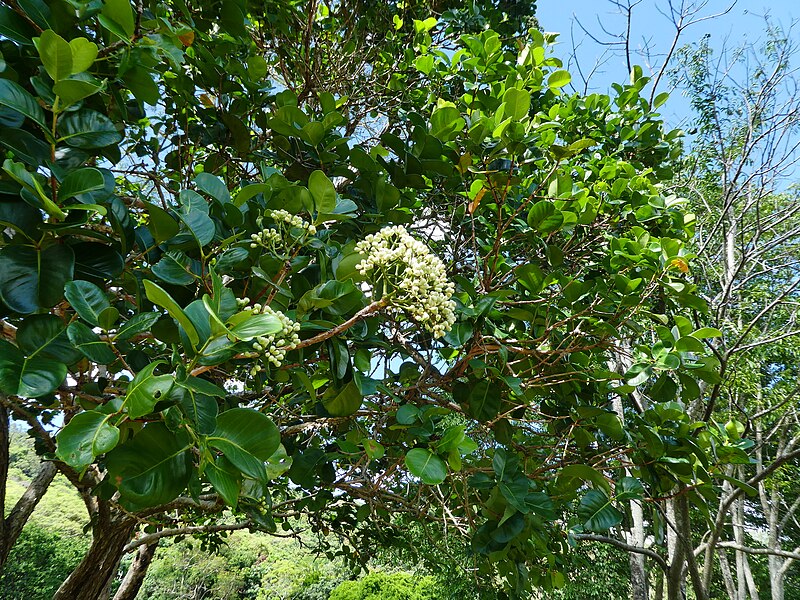 File:Syzygium-forte-ssp-forte-SF24292-05.jpg