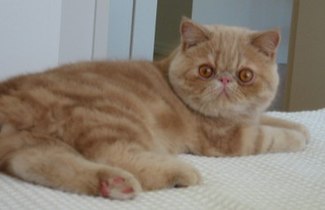 Exotic shorthair