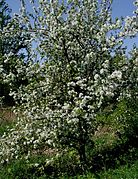 Apple tree Malus domestica