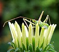 Assassin Bug (Zelus spp.)