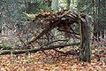 Forest, Nature reserve "Cisy Staropolskie", Poland