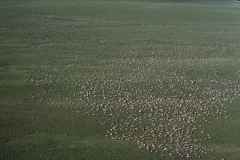 File:Herd of Caribou.jpg