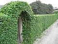 Hedge