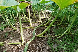 Cucurbita maxima