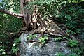 Roots and trunk, Wakehurst Place, England