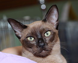 Tonkinese