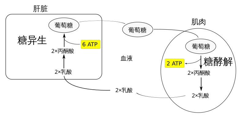 File:Cori Cycle (zh-cn).svg