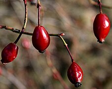 Rose hips