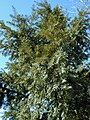 Foliage and male cones