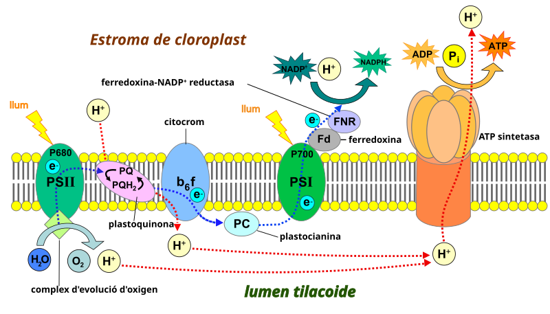 File:Thylakoid membrane 3-ca.svg