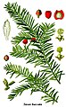 Taxus baccata plate 22 in: Otto Wilhelm Thomé: Flora von Deutschland, Österreich u.d. Schweiz, Gera (1885) (modified)