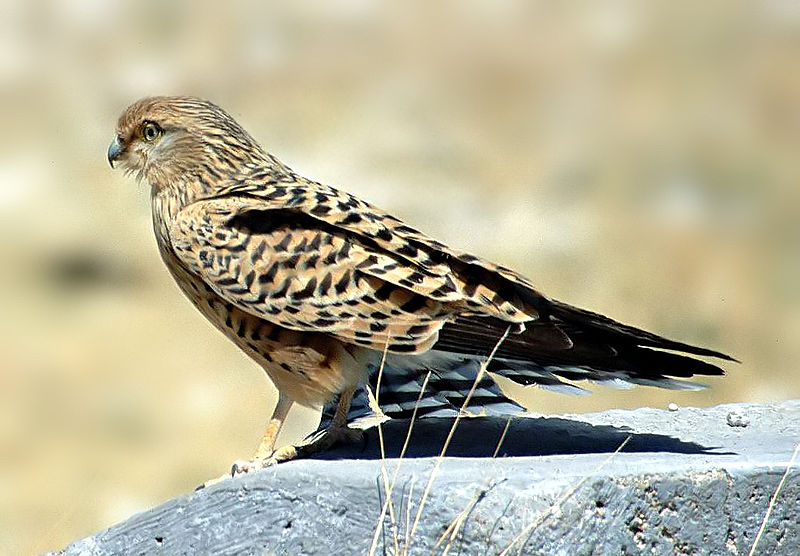 File:Greater Kestrel Namibia.jpg