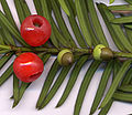 Mature (left) and immature (right) seed cones