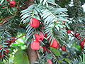 Foliage and cones