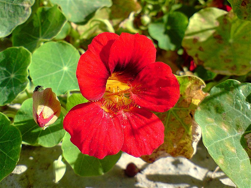 File:My Garden Flower 05.JPG