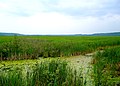 The Wye Marsh, on the shores of Georgian Bay