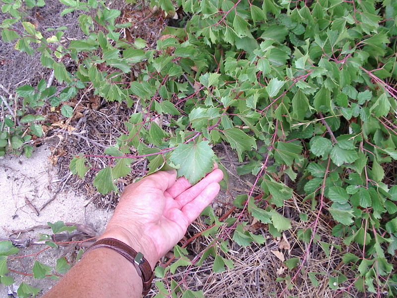 File:Vitis rupestris leaves.jpg