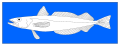 Hake fish (Mer Lucy), drawn from life