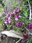 Thyme (thymus)