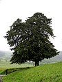 In Arlós, Llanera, Asturias in Spain