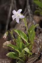 Campanula scouleri