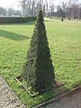 A Yew much like the last, but sheared