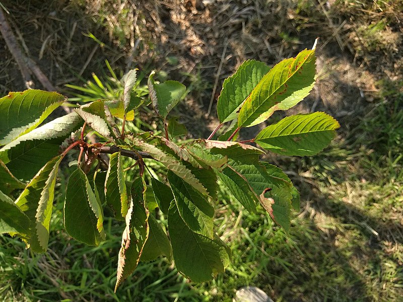 File:Prunus avium 95514154.jpg