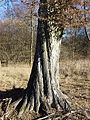 Trunk of an old tree