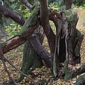 Forest, Nature reserve "Cisy Staropolskie", Poland