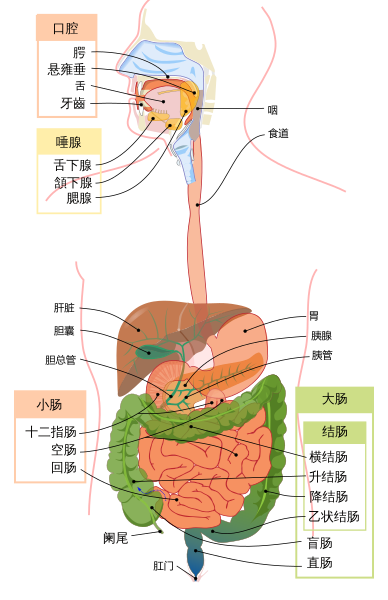 File:Digestive system diagram zh-hans.svg